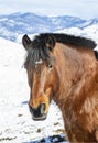 Winter at the horse ranch Royalty Free Stock Photo