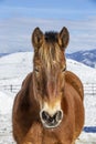 Winter at the horse ranch Royalty Free Stock Photo