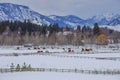 Winter at the horse ranch Royalty Free Stock Photo