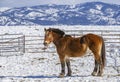 Winter at the horse ranch Royalty Free Stock Photo