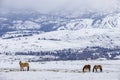 Winter at the horse ranch Royalty Free Stock Photo