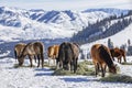 Winter at the horse ranch Royalty Free Stock Photo