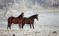 Winter Horse Series Royalty Free Stock Photo