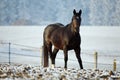 Winter Horse Series Royalty Free Stock Photo