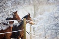 Winter Horse Series Royalty Free Stock Photo