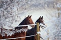 Winter Horse Series Royalty Free Stock Photo