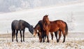 Winter Horse Series Royalty Free Stock Photo