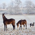 Winter Horse Series Royalty Free Stock Photo