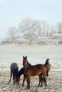 Winter Horse Series Royalty Free Stock Photo