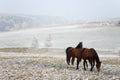 Winter Horse Series Royalty Free Stock Photo