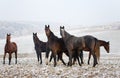 Winter Horse Series Royalty Free Stock Photo