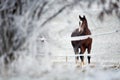 Winter Horse Series Royalty Free Stock Photo