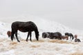 Winter. Horses grazing on the slopes of the North Caucasus, Russ