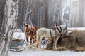 Winter horses in harness eat hay, frosty, winter landscape