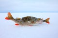 Winter ice fishing perch