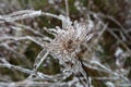 Winter ice frozen Queen Anne`s Lace flower close up nature