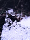 Winter ice patterns. Frost patterns in winter. Winter frozen effect