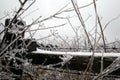 Winter ice frozen flowers barbed wire fence country nature background Royalty Free Stock Photo