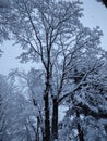 Winter ice snow storm trees snowland beautiful snow Royalty Free Stock Photo