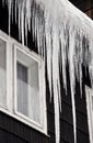 Winter icicles