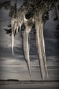 Winter icicles Royalty Free Stock Photo