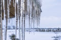 Winter icicles hang from eaves of roof on snowy nature background Royalty Free Stock Photo