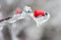 Rime on rose hip