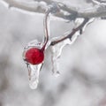 Frozen rain with a berry inside Royalty Free Stock Photo