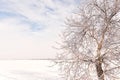 Winter idealistic landscape. A snow-white field covered with snow and a tree