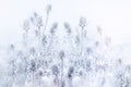 Winter idyll, morning fog and frozen thistle, burdock in the field