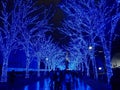 Japanese Winter Illuminations In Shibuya, Tokyo