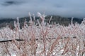 An ice coated blueberry field after an ice storm in the Fraser V Royalty Free Stock Photo
