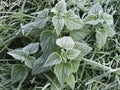 Winter impression: frost-covered nettle