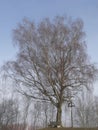 Old tree at Winter impressions at Pilsensee lake, Bavaria, Germany