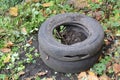 Winter insulation and protection for garden roses bush with peat, soil and old car tires