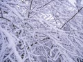 Winter itself. Snow and heavy tree branches.