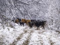 Winter itself. Snow and heavy tree branches. Cows in the snow. Royalty Free Stock Photo