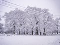 Winter itself. Snow and heavy tree branches.