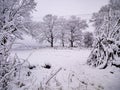 Winter itself. Snow and heavy tree branches.