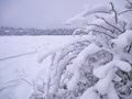 Winter itself. Snow and heavy tree branches.