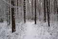 Winter January snowy pine forest tree trunks landscape. Snowy forest path going into the forest distance. Christmas background wit Royalty Free Stock Photo