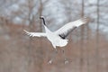 Winter Japan. Crane in fly. Flying White bird Red-crowned crane, Grus japonensis, with open wing, with snow storm, Hokkaido, Japan Royalty Free Stock Photo