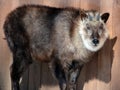 In winter japanese serow Capricornis crispus