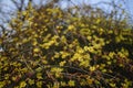 Winter Jasmine