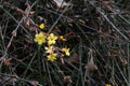 Winter Jasmine, Jasminum nudiflorum Oleaceae,  small yellow flowers against a dark background of vines and branches Royalty Free Stock Photo