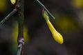 Winter jasmine Jasminum nudiflorum yellow bud