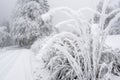 Winter journey with frozen and snowy bushes and trees