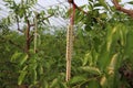 Winter jujube Warm shed modern agriculture