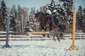 Winter jump horse ride jumping Royalty Free Stock Photo