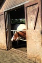 In winter keep the cows in the barn because there is not enough grass grows